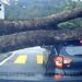 myvi tree fall